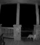 Doorbell Camera Spots Bobcat