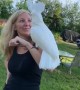 Cockatoo overly excited to be reunited with owner