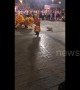 Fearless dog squares up to lion dancers during celebrations in Vietnam