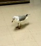 Watch this seagull hilariously tap dance on command