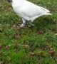 Cheeky Cockatoo Climbs All Over Car