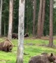 A Bunch of Brown Bears