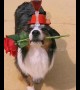 Romantic pup brings chalice of red wine and rose to owner