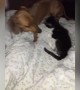 Kitten and Dog Play Together