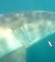 Diver\'s incredible face-to-face encounter with Great White Shark