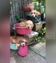 'Hot dog fountain!' Three golden retrievers cool off using buckets and a hose
