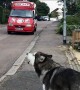 Alaskan Malamute waits for ice cream truck every single day