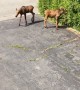 Moose Cools off Her Twin Cubs Under Sprinkler