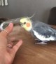 Cute parrot looks so happy when he is singing