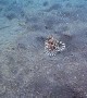 Mimic Octopus Hides Under Sea Floor