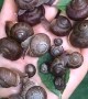 So Many Snails