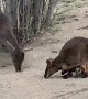 Drought Brings Unlikely Friends Together