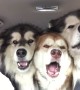 Alaskan Malamutes attempt to sing in \