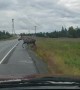 Near Miss with a Moose on Alaskan Highway