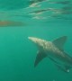 Kayakers have close encounter with sandbar shark