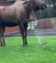 Moose Makes the Most of Garden Sprinkler