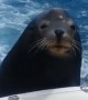 Seal catches a ride on tourist boat in Mexico
