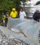 Environmentalists investigating the death of a dolphin which washed up in Thailand