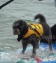 UK Dog Surfing Championships take place on south coast