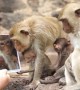 Families of monkeys admire themselves after being handed mirrors in Thailand's Lopburi