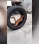 This cat thinks it's a hamster! Feline runs on the inside of tyre in China