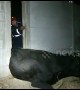 Hapless cow rescued after getting stuck in gap between two walls in Thailand