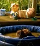 Hoot tub! UK owl cools off in kids pool