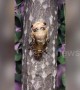 Incredible time-lapse footage of cicada's metamorphosis in China's Xingtai