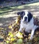 Big Dog Thinks he can Hide Under Leaves