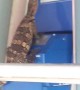 Lizard Tries to Break into Bank