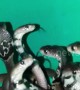 Indian forest officials rescue 15 baby king cobras from electrical shop