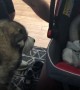 Alaskan Malamute dog meets newborn baby for the first time