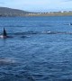 Killer Whale Migration Passes Within Metres