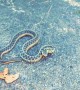 Snake Tries to Save its Family