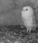 Afraid of the storm! Barn owl chick in the UK gets scared by thunder and lightning