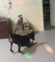 Doggie at the Disco