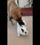 Happy doggy loves spending time with bunny best friend