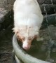 Furry Friend Keeps Cool in Fountain