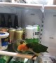 Bird Throws Fruit From the Fridge