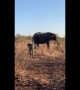 Adorable Baby Elephant Gets Brave