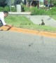 Dude Does Right by the Ducks