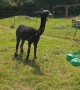 Hot alpaca hosed down to combat UK heatwave at farm in London