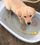 Puppy totally chills out in personal pool