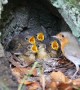 Mother Robin Cares for Chicks