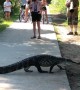 Alligators Calmly Cross Crowded Path