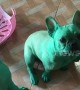 Naughty pugs paint themselves GREEN after raiding food colouring from kitchen