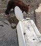 Baby Bears Play by Plane