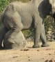 Huge African elephant has an itch he just can't scratch