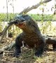 Komodo Dragon Munches on a  Monkey