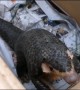 Chinese police officers break toilet to free trapped pangolin
